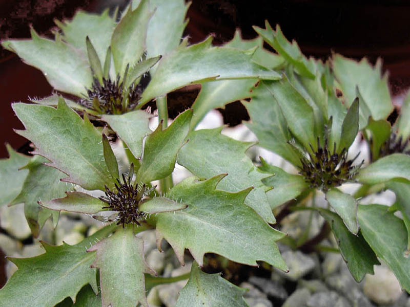 Physoplexis comosa in bloom on a limestone cliff of the Eastern Alps